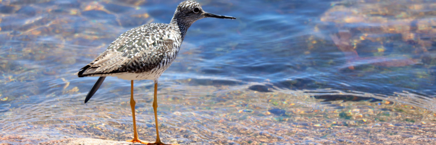 Greater yellowlegs