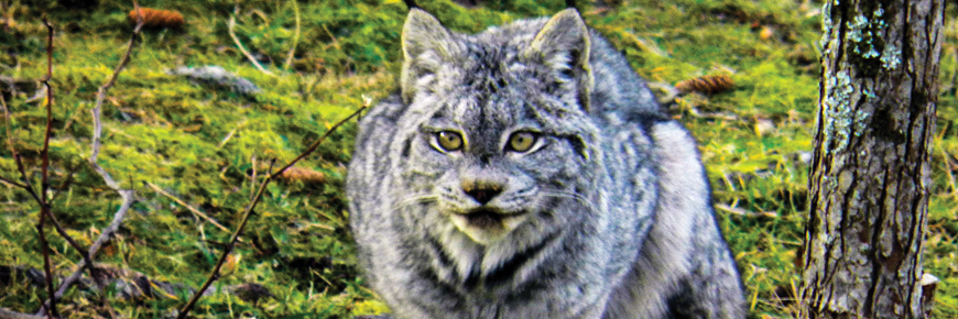 Lynx du Canada