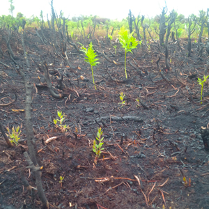 Regeneration of forest one month after prescribed burn