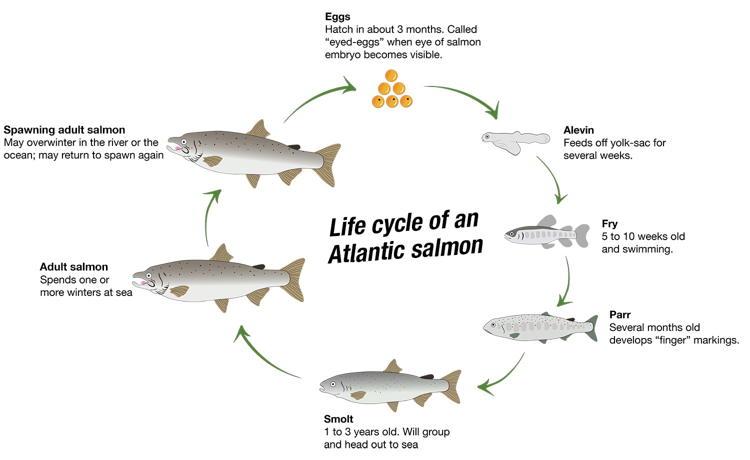 Life cycle of an Atlantic salmon