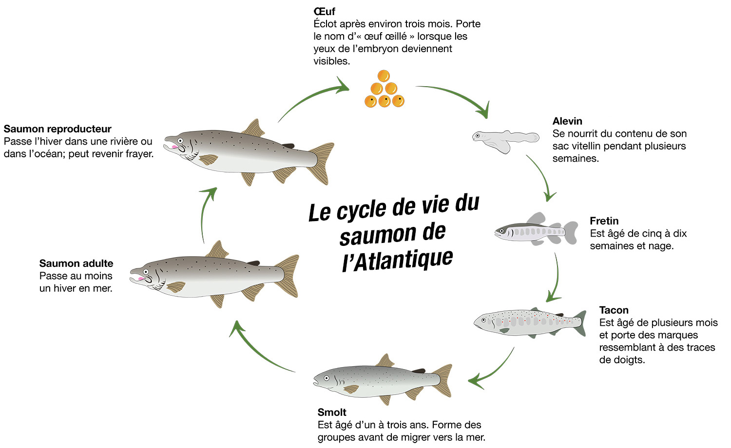 Le cycle de vie du saumon de l'Atlantique