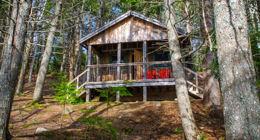 A sunlit rustic cabin surrounded by trees. 