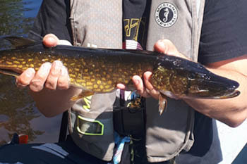 Chain pickerel