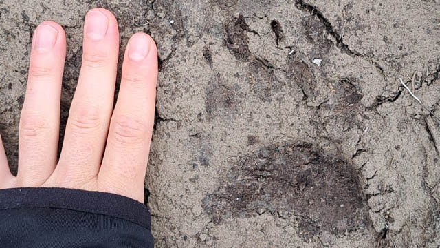 American Black Bear print