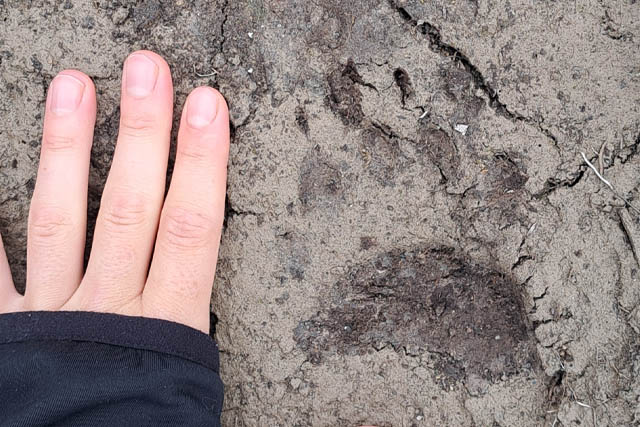 Fingers stretch to the length of a bear print in the mud.