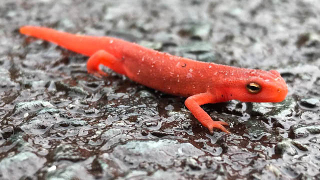 Eastern Newt crossing the Main Parkway