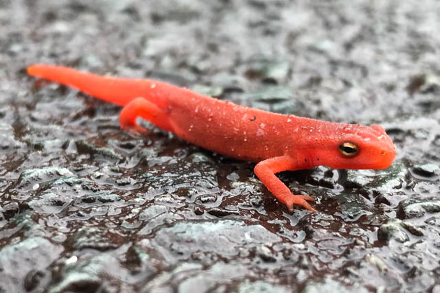 A bright orange/red newt on the road.