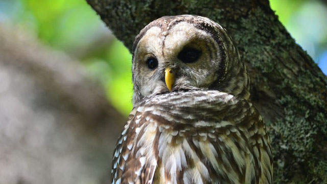 An owl