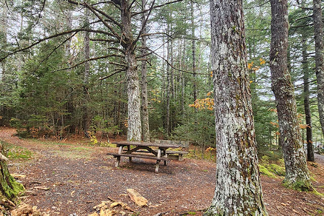 An accessible picnic table with an extended table on one side in the forest beside the trail.