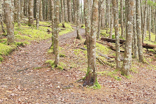 The gravel/aggregate trail weaves through trees and over gentle slopes.