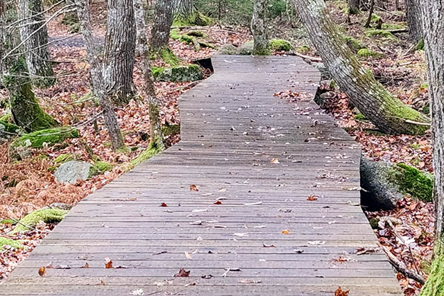 A section of the trail is a crooked wooden boardwalk without guard rails; parts of the boardwalk are wet.