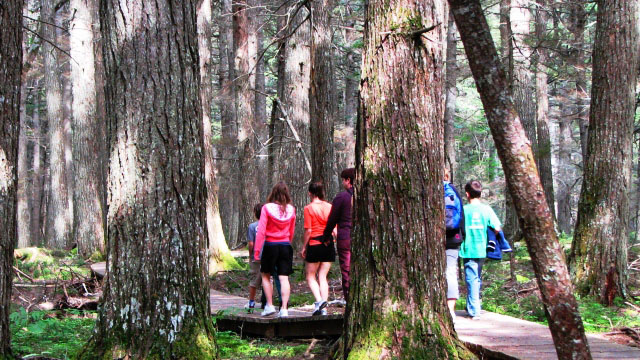 A group of people walking along a trail through a forest of large trees.