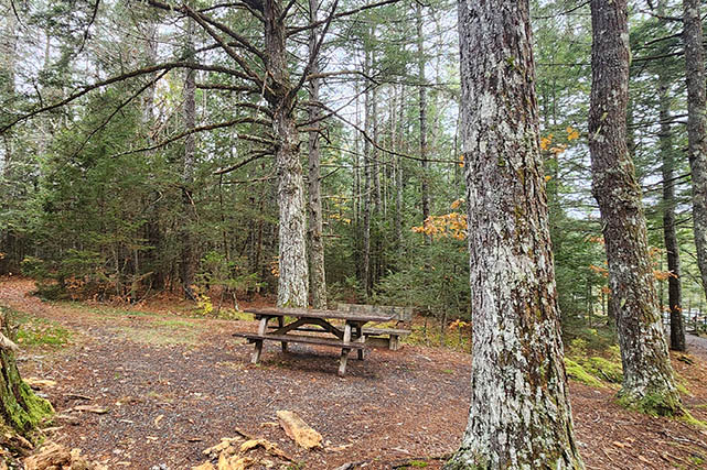 Une table de pique-nique accessible avec une table allongée d'un côté dans la forêt à côté du sentier.