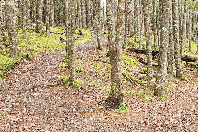 Le sentier de gravier et de granulats se faufile entre les arbres et sur des pentes douces.