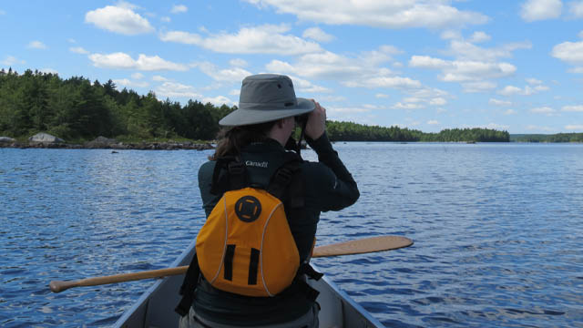 Loon on lake