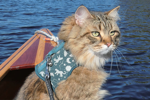 Cat on a leash in a canoe.