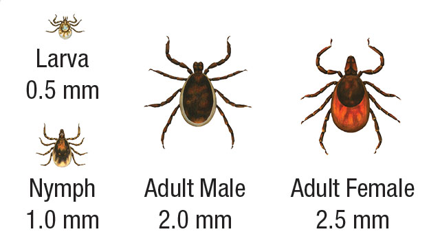 Tick larva 0.5 mm, nymph 1.0 mm, adult male 2.0 mm, adult female 2.5 mm, © Bay Area Lyme Foundation
