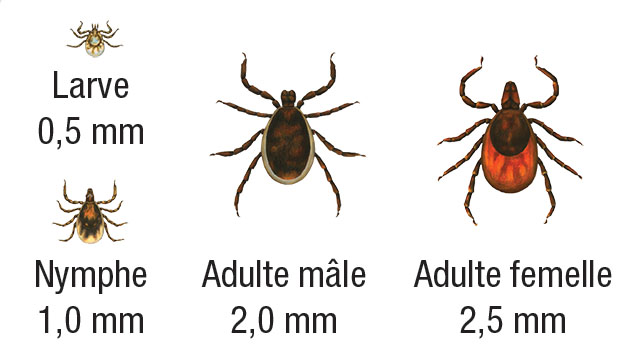 Larve de tique 0,5 mm, nymphe 1,0 mm, mâle adulte 2,0 mm, femelle adulte 2,5 mm, © Bay Area Lyme Foundation