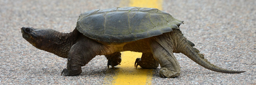 Une tortue au milieu d'une autoroute.