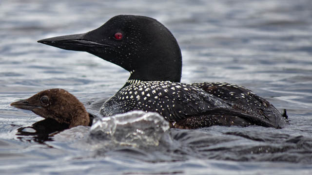 Loon on lake