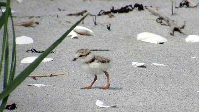 A piping plover chick.