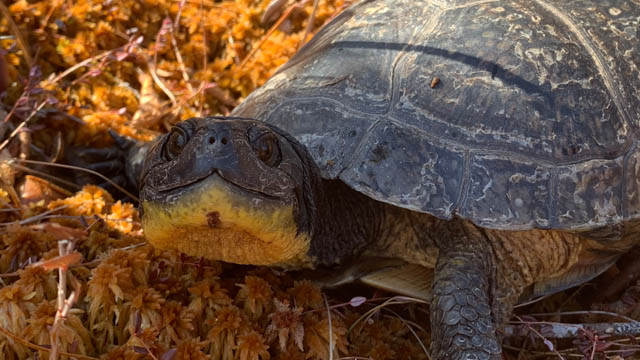 Blanding’s turtle.