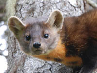 American Marten 