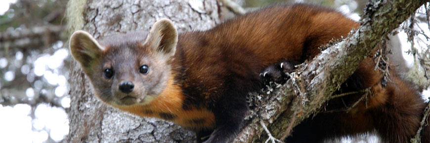 American Marten 