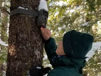 American Marten monitoring at Kejimkujik 