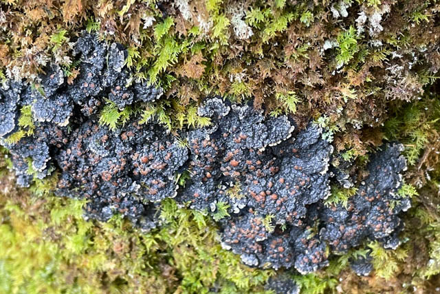 Lichen bleu-gris foncé avec des taches orange sur un tronc d’arbre moussu