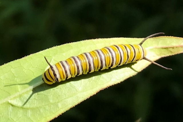 Un caterpiller dodu, à rayures jaunes, noires et blanches sur une feuille.