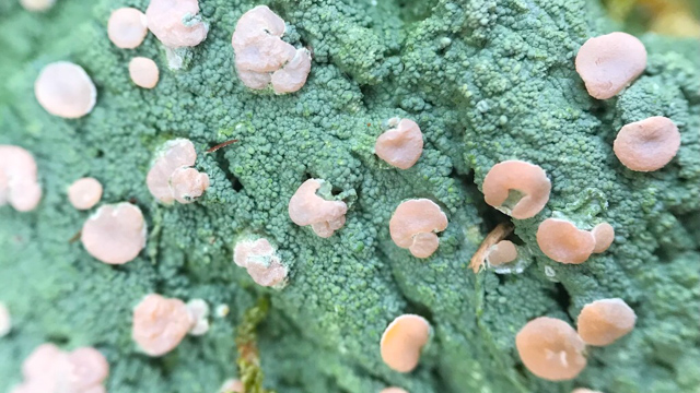 Lichen caillouteux vert avec des cercles rose vif sur le dessus