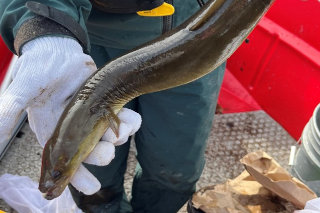 Close-up of a yellow eel in the gloved hand of a Parks Canada employee.