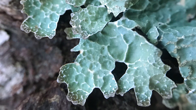 Lichen plat bleu-vert en forme de feuille.
