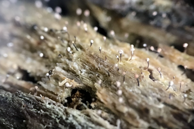 Gros plan de lichen avec des « tiges » sombres surmontées de sphères blanches poussant à partir de bois pourri