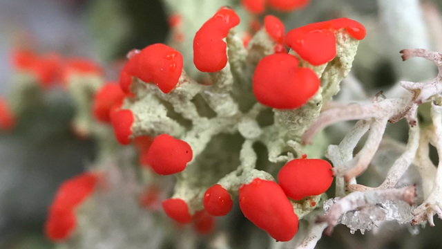 Lichen avec des « tiges » grises et des bosses rouge vif