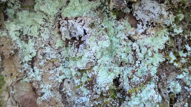 Lichen gris verdâtre poudreux