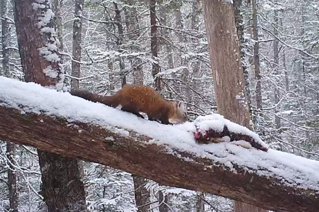 Captured on a trail cam, an American marten on a fallen tree in a snowy forest
