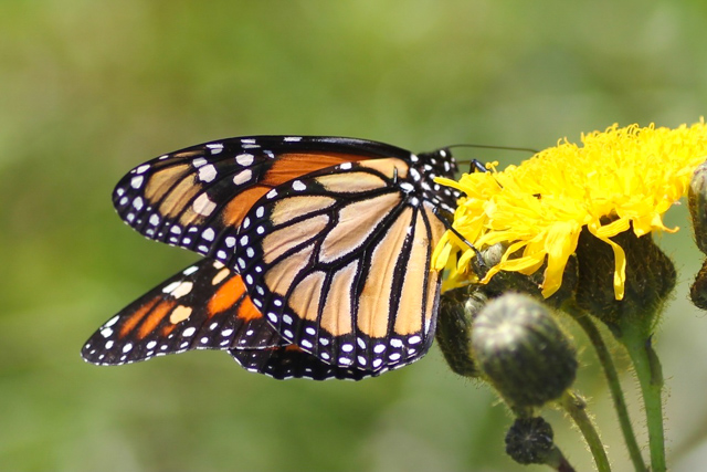Un monarque, un papillon orange, sur une fleur jaune.