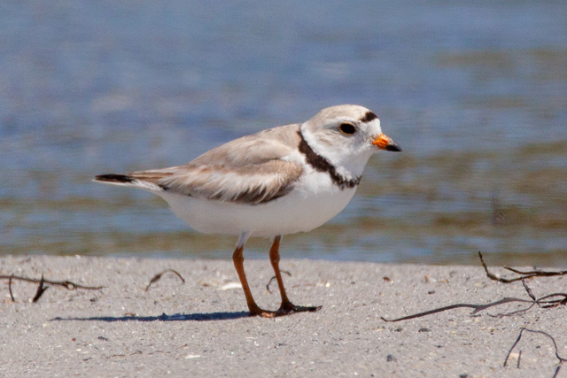 A piping plover on a sunny, sandy beach