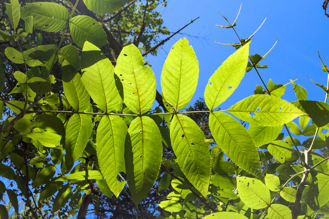 A cluster of pointed leaflets, backlit by the sun against a blue sky.
