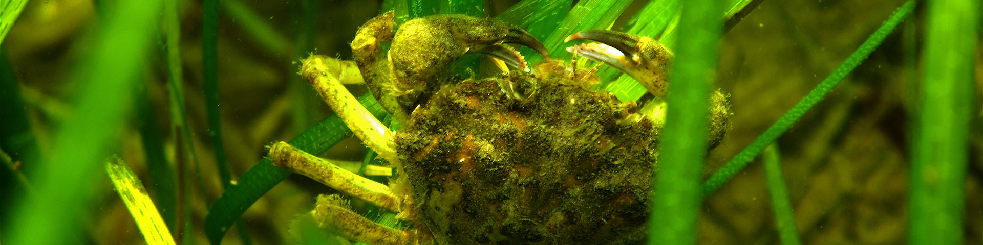 Crabe vert sur La zostère marine