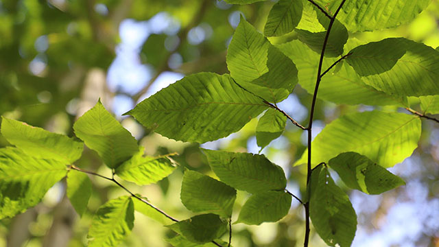 Green, oval-shaped leaves on a beech tree