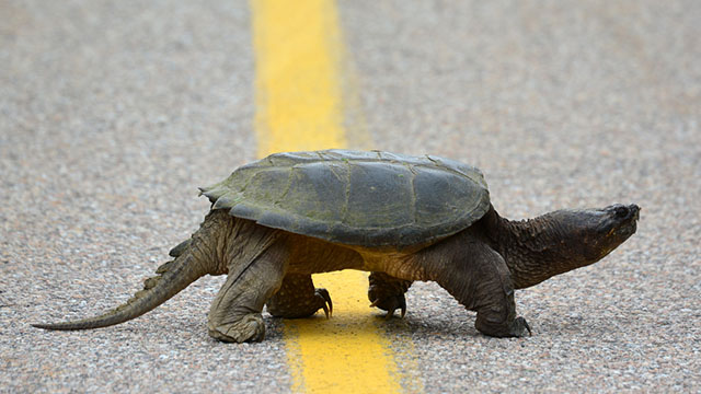 Turtle crossing the road.