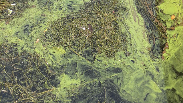 Blue-green algae