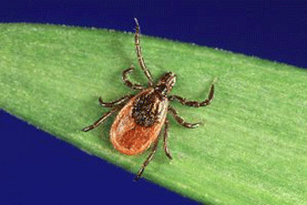 Blacklegged Tick