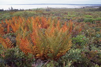 Cinnamon fern