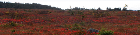 Seaside bog