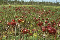 Pitcher plant