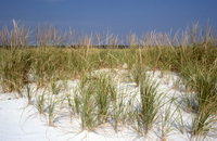 Marram grass 